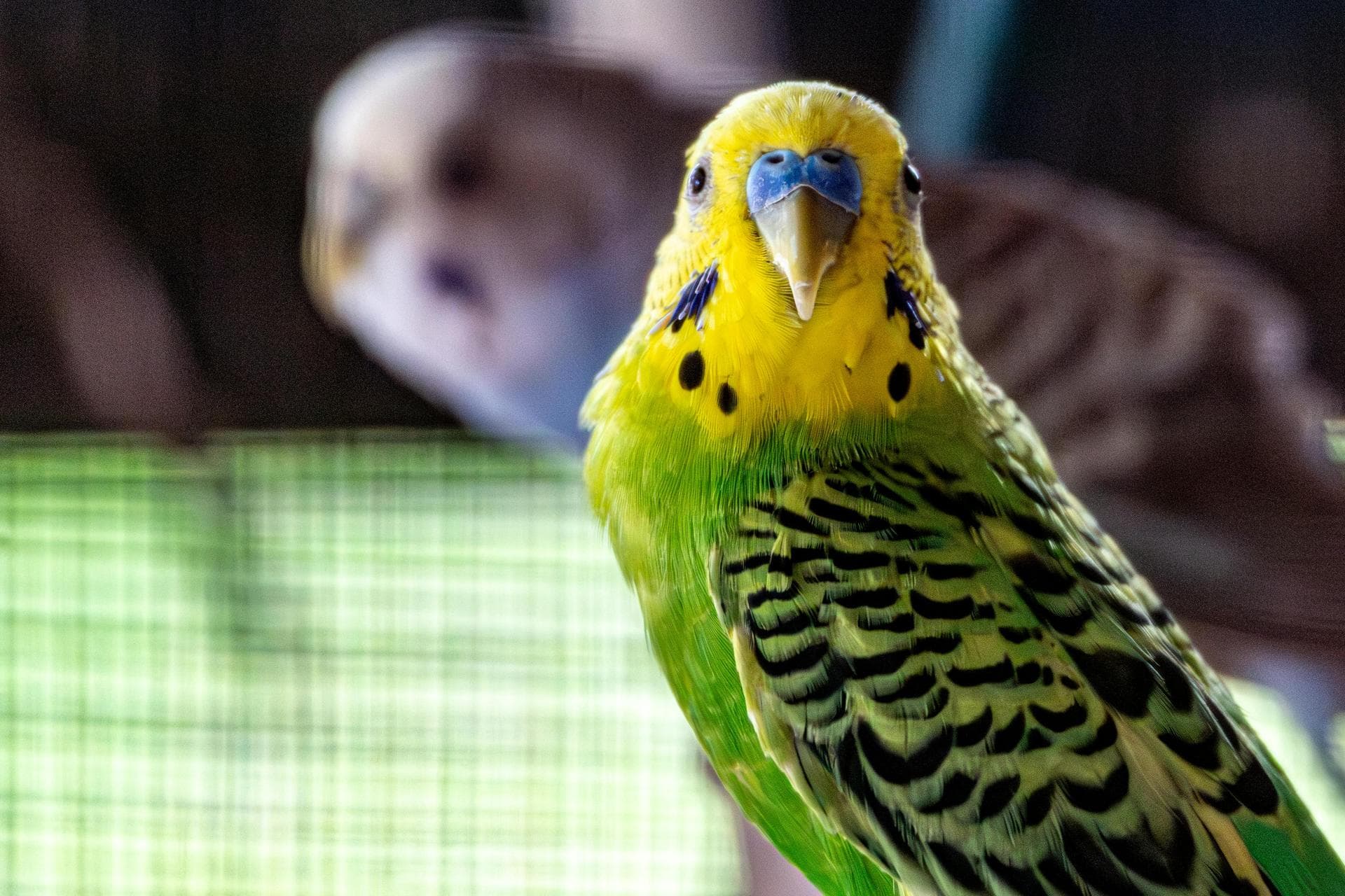 Emergency Vets in Harrogate